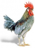 +united+state+bird+animal+Delaware+Blue+Hen+Chicken+ clipart