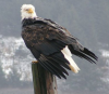 +united+state+bird+animal+american+samoa+bald+eagle+ clipart
