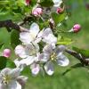 +united+state+flower+blossom+plant+Arkansas+Apple+Blossom+ clipart