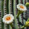 +united+state+flower+blossom+plant+arizona+Saguaro+cactus+blossom+ clipart