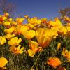 +united+state+flower+blossom+plant+california+Golden+Poppy+ clipart