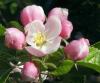 +united+state+flower+blossom+plant+michigan+apple+blossom+ clipart