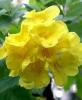 +united+state+flower+blossom+plant+us+virgin+islands+yellow+trumpetbush+ clipart
