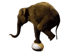 +animal+elephant+balancing+on+a+ball++ clipart