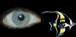 +sight+eye+ clipart