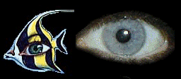 +sight+eye+ clipart