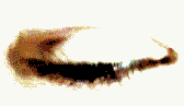 +sight+eye++ clipart