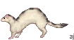 +animal+ferret+s+ clipart