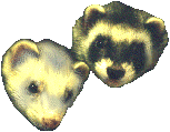 +animal+ferret+s+ clipart