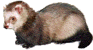 +animal+ferret+s+ clipart