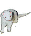 +animal+ferret+s+ clipart