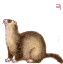+animal+ferret+s+ clipart