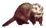 +animal+ferret+s+ clipart