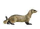 +animal+ferret+s+ clipart