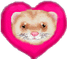 +animal+ferret+s+ clipart