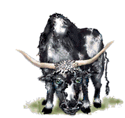 +farm+animal+steer++ clipart