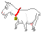 +farm+animal+white+goat++ clipart