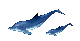 +fish+animal+dolphins+s+ clipart