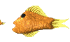 +fish+animal+gold+fish++ clipart