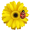 +flower+blossom+ clipart