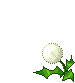 +flower+blossom+ clipart
