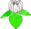 +flower+blossom+ clipart