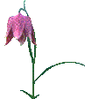 +flower+blossom+agapanthus++ clipart