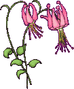 +flower+blossom+agapanthus++ clipart