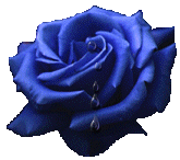 +flower+blossom+blue+rose+and+dew++ clipart