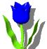 +flower+blossom+blue+tulip++ clipart