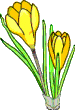 +flower+blossom+crocus++ clipart