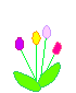 +flower+blossom+crocuses++ clipart