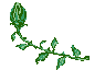 +flower+blossom+flower++ clipart