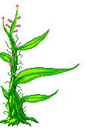 +flower+blossom+flower++ clipart