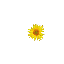 +flower+blossom+flower++ clipart