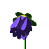 +flower+blossom+purple+daisy++ clipart
