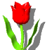 +flower+blossom+red+tulip++ clipart