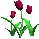 +flower+blossom+red+tulips++ clipart