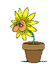 +flower+blossom+sneezing+sunflower++ clipart