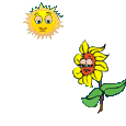 +flower+blossom+sun+and+sunflower++ clipart