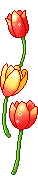 +flower+blossom+tulip++ clipart