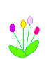 +flower+blossom+tulips++ clipart