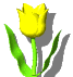 +flower+blossom+yellow+tulip++ clipart