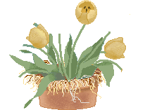 +flower+blossom+yellow+tulips++ clipart