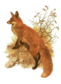 +animal+fox+on+the+lookout++ clipart