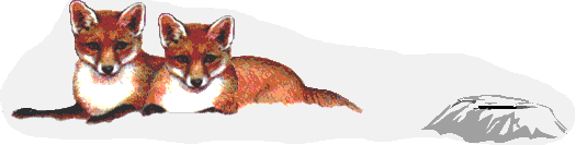 +animal+two+foxes++ clipart