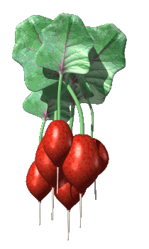 +food+bunch+of+radishes++ clipart