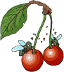 +food+two+cherries+with+flies++ clipart
