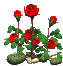 +gardening+roses+growing++ clipart