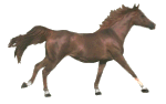 +animal+horse+ clipart